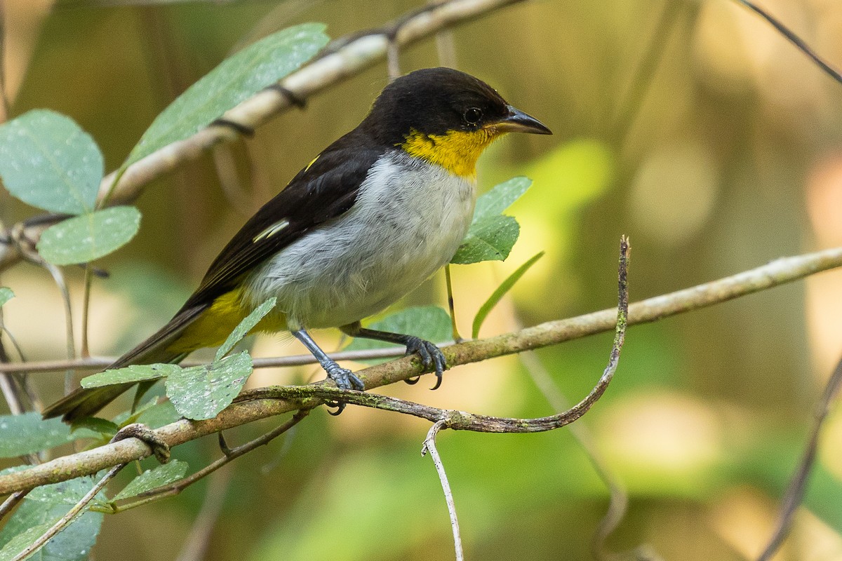 Yellow-backed Tanager - ML353935801