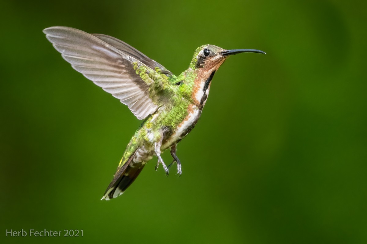 kolibřík lesklý - ML353937951