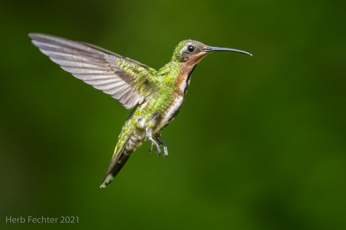 kolibřík lesklý - ML353937971