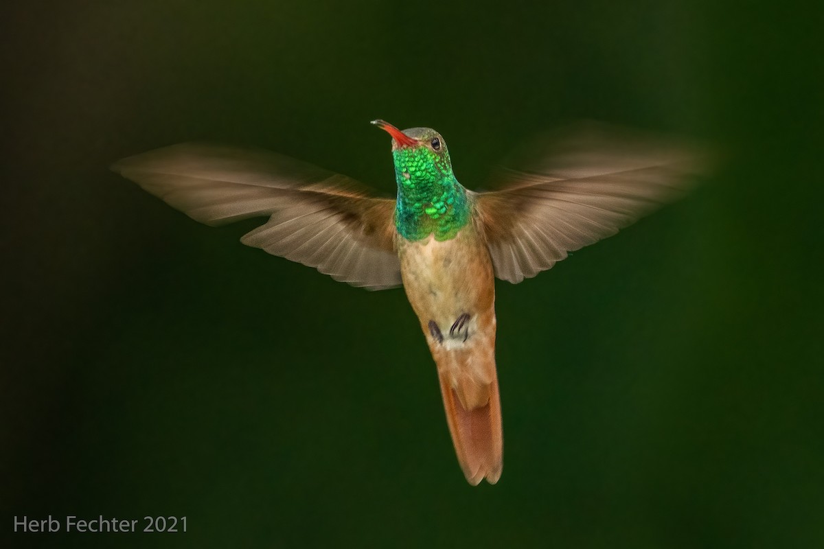 kolibřík yukatanský - ML353938111