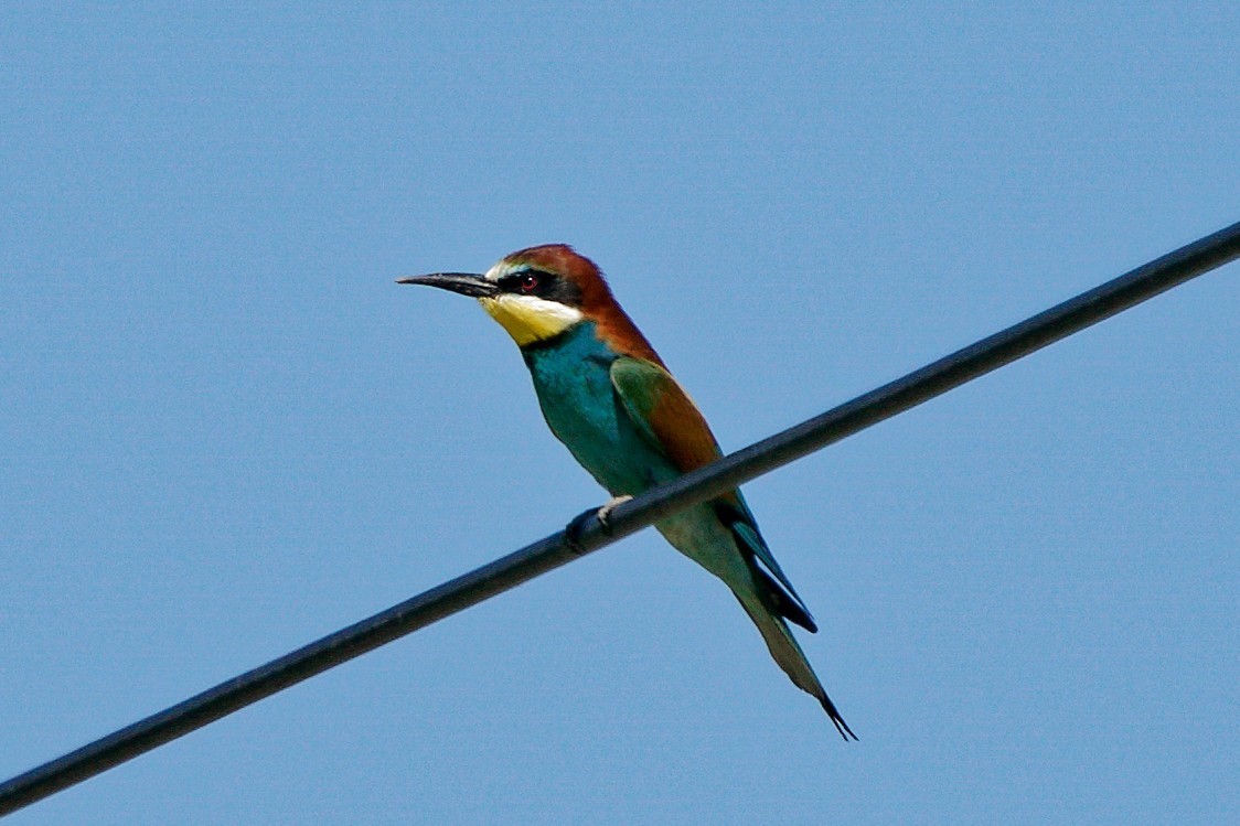 European Bee-eater - ML353940821