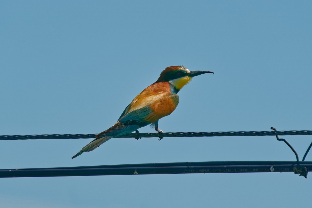 European Bee-eater - ML353940831