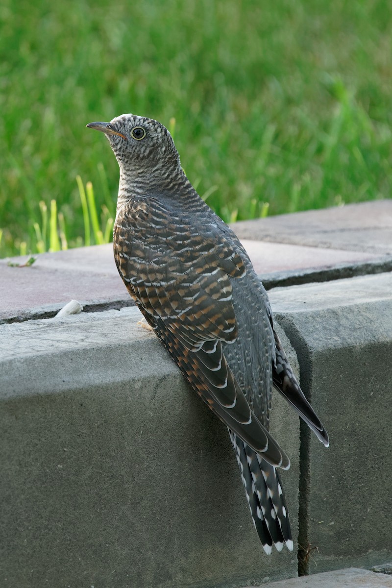 Common Cuckoo - Karl Hu