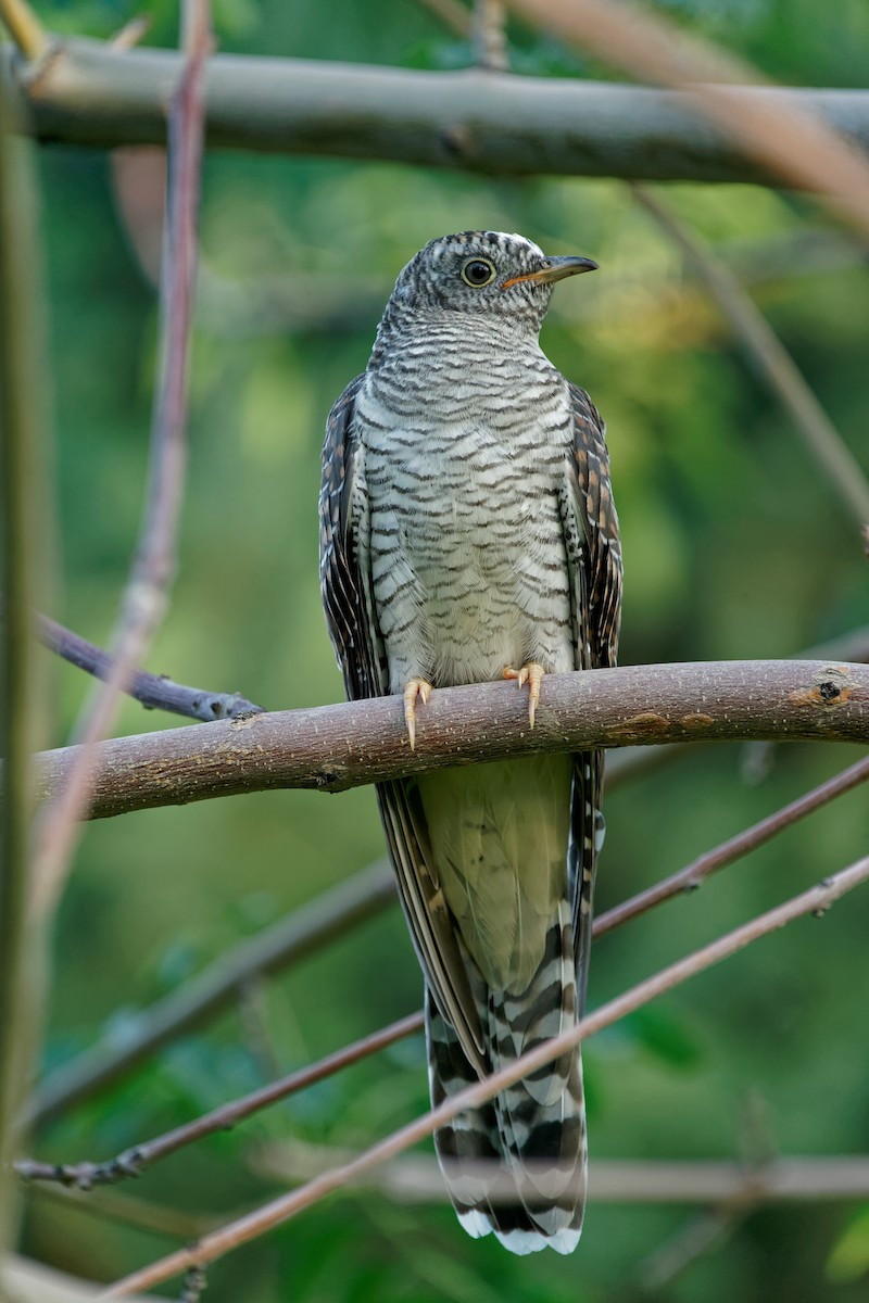 Common Cuckoo - ML353941501