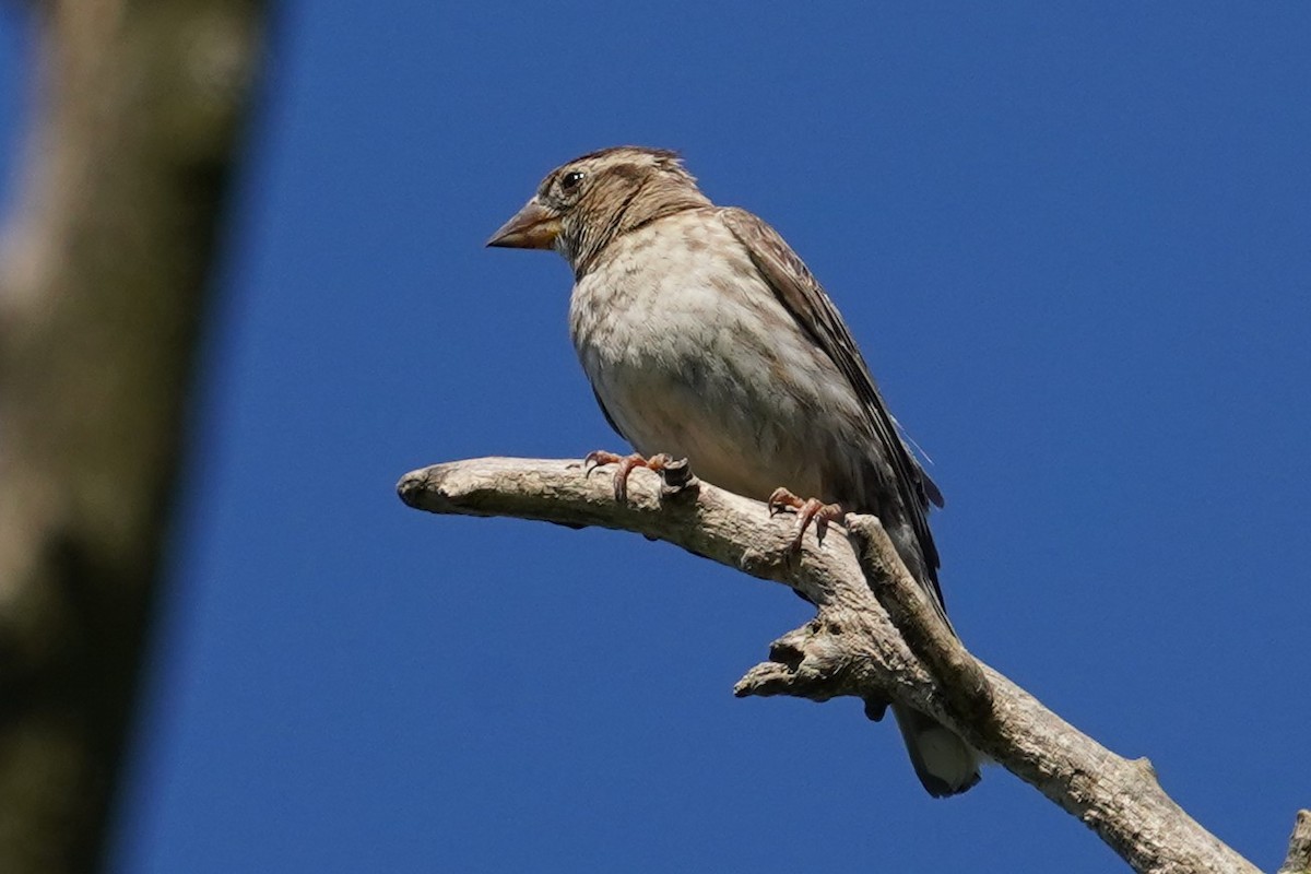 Rock Sparrow - Sandy Winterton