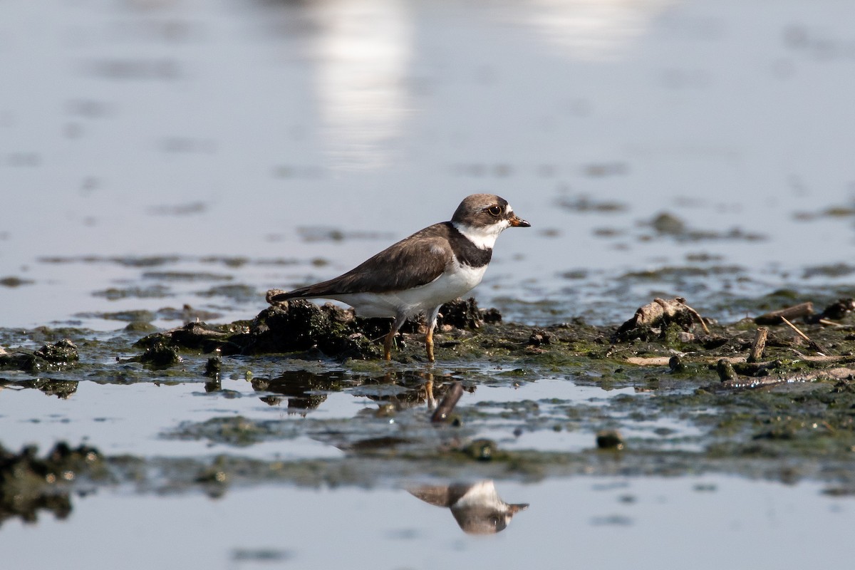 Semipalmated Plover - ML353944801
