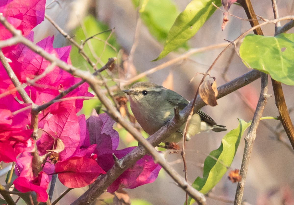 Hume's Warbler - ML353945551