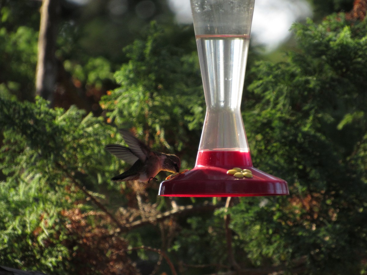 Rufous Hummingbird - Brian Saville