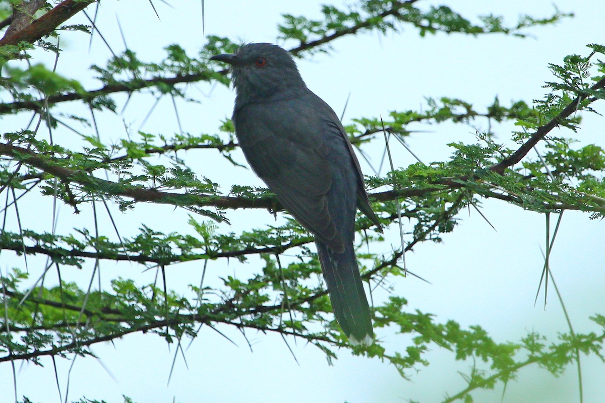 Gray-bellied Cuckoo - kuttettan munnar