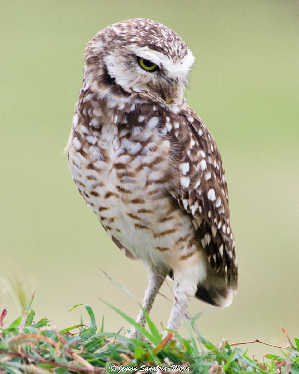 Burrowing Owl - Jeyson Sanabria-Mejía