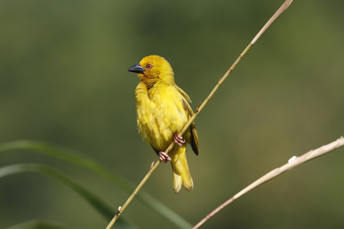 African Golden-Weaver - Carly Wainwright