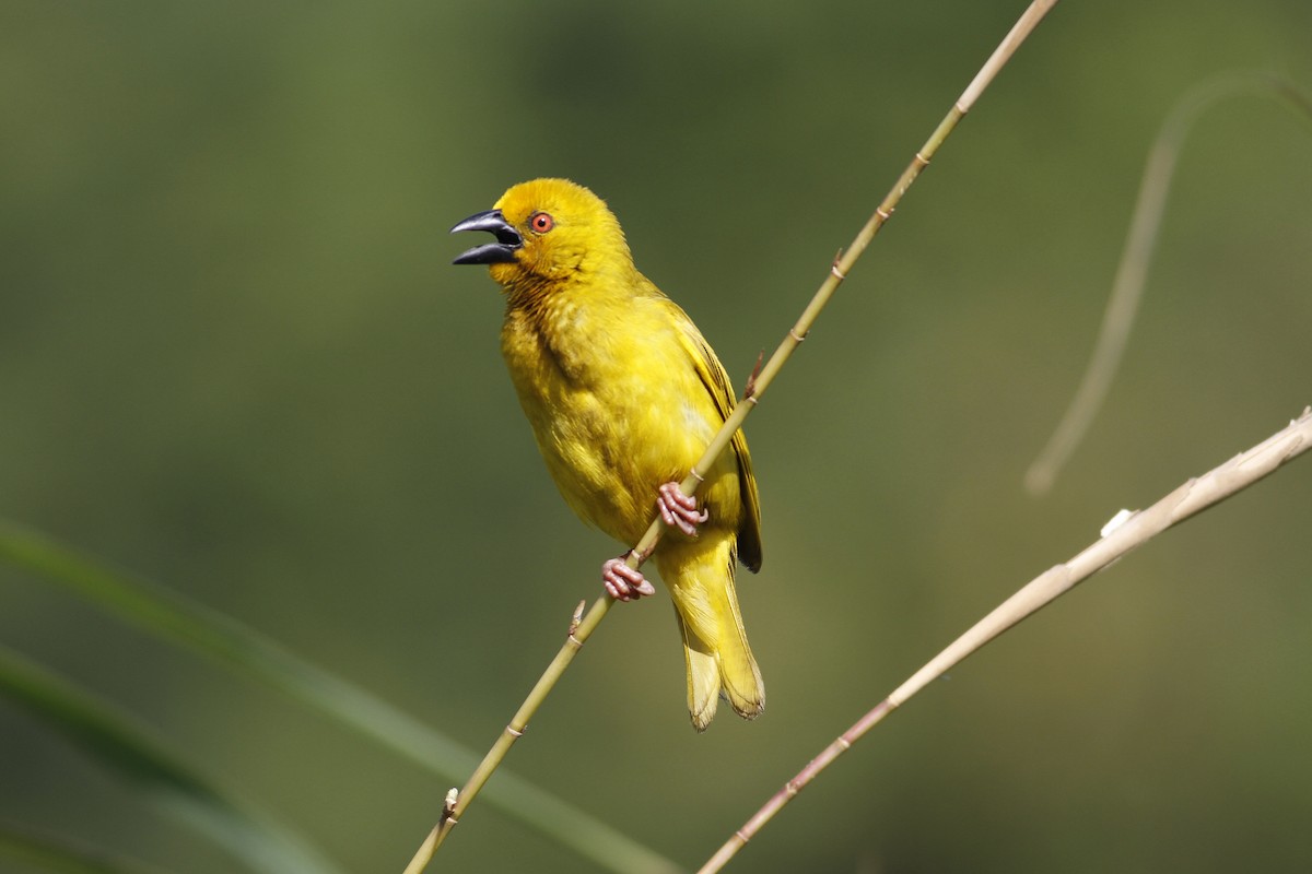 African Golden-Weaver - Carly Wainwright