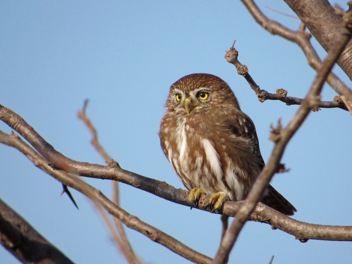 Ferruginous Pygmy-Owl - Alasco López
