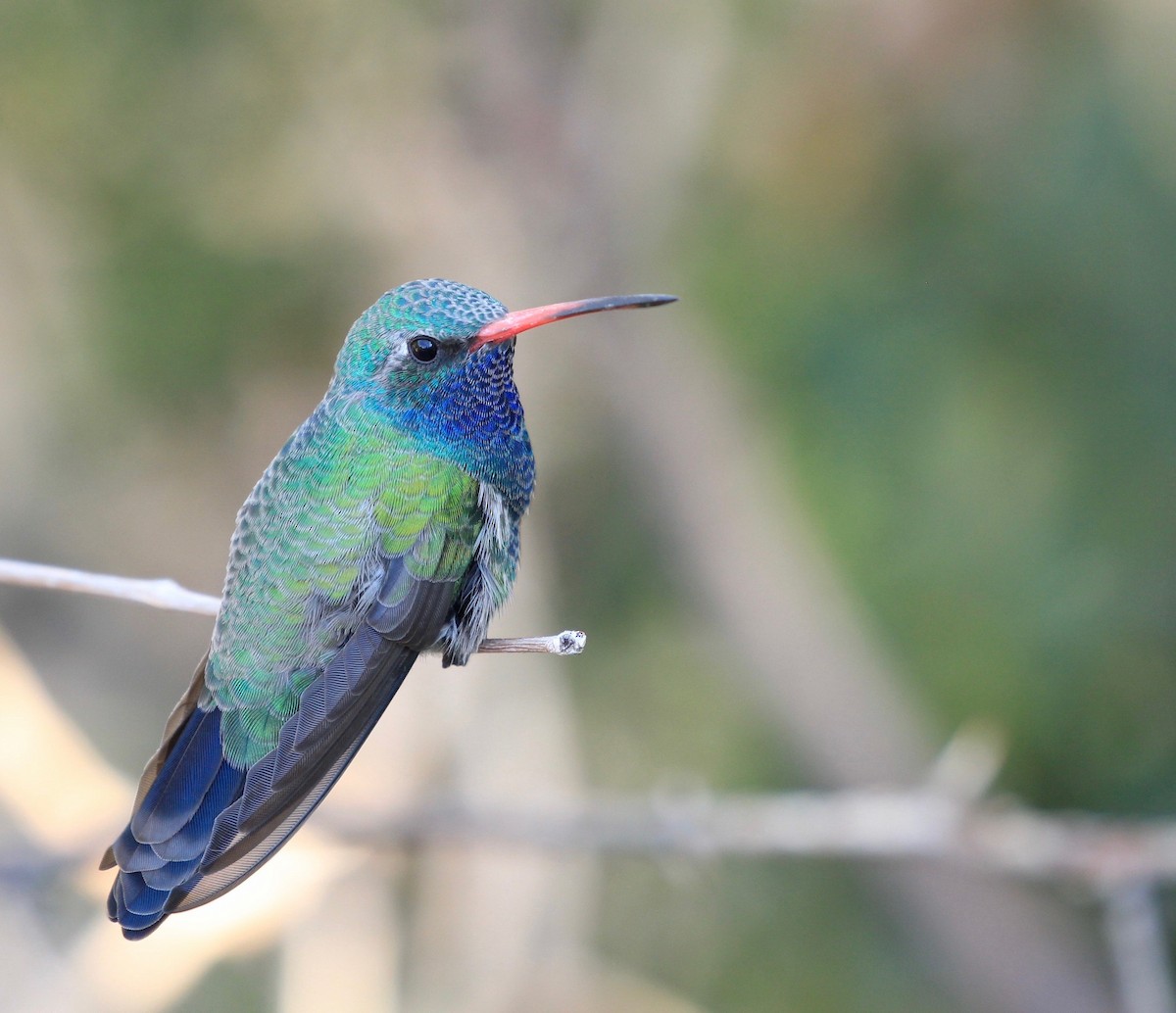 Broad-billed Hummingbird - Jodhan Fine