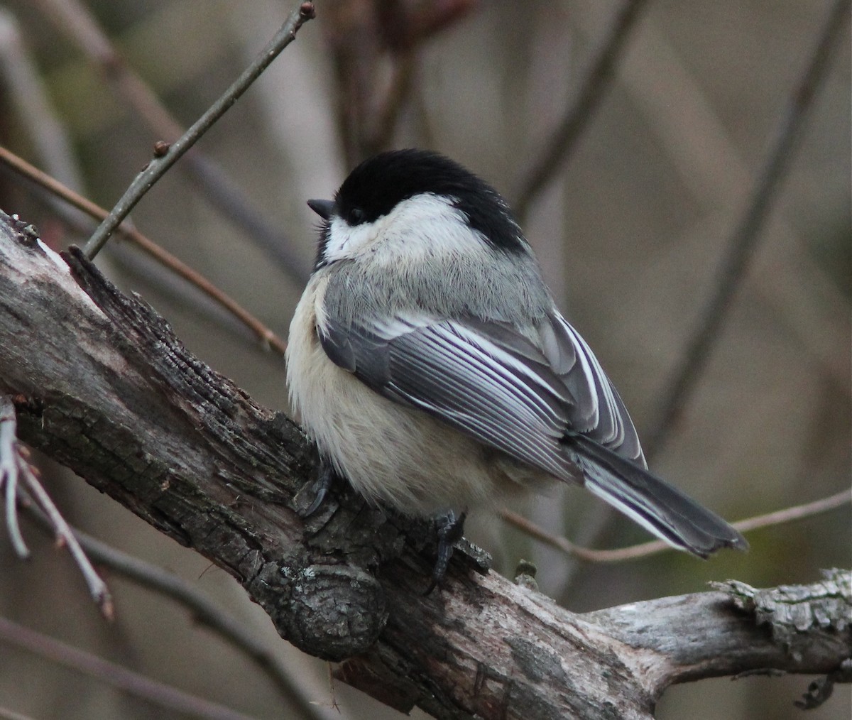 ML35397161 - Black-capped Chickadee - Macaulay Library