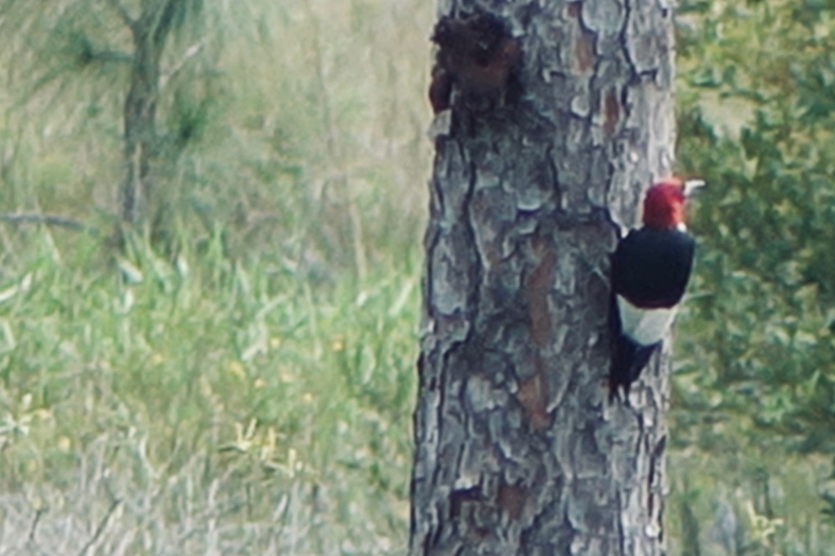 Red-headed Woodpecker - ML353971781