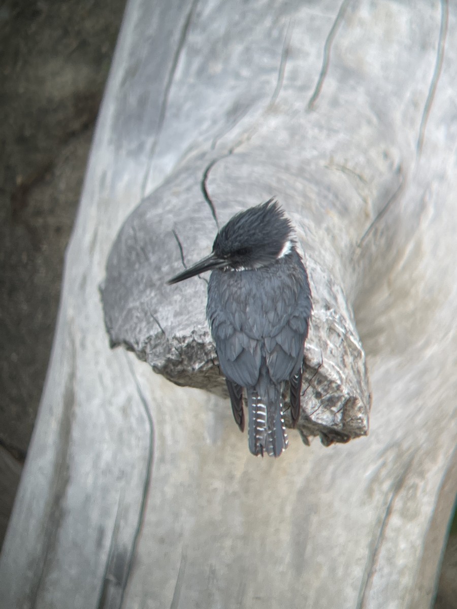 Belted Kingfisher - ML353971991