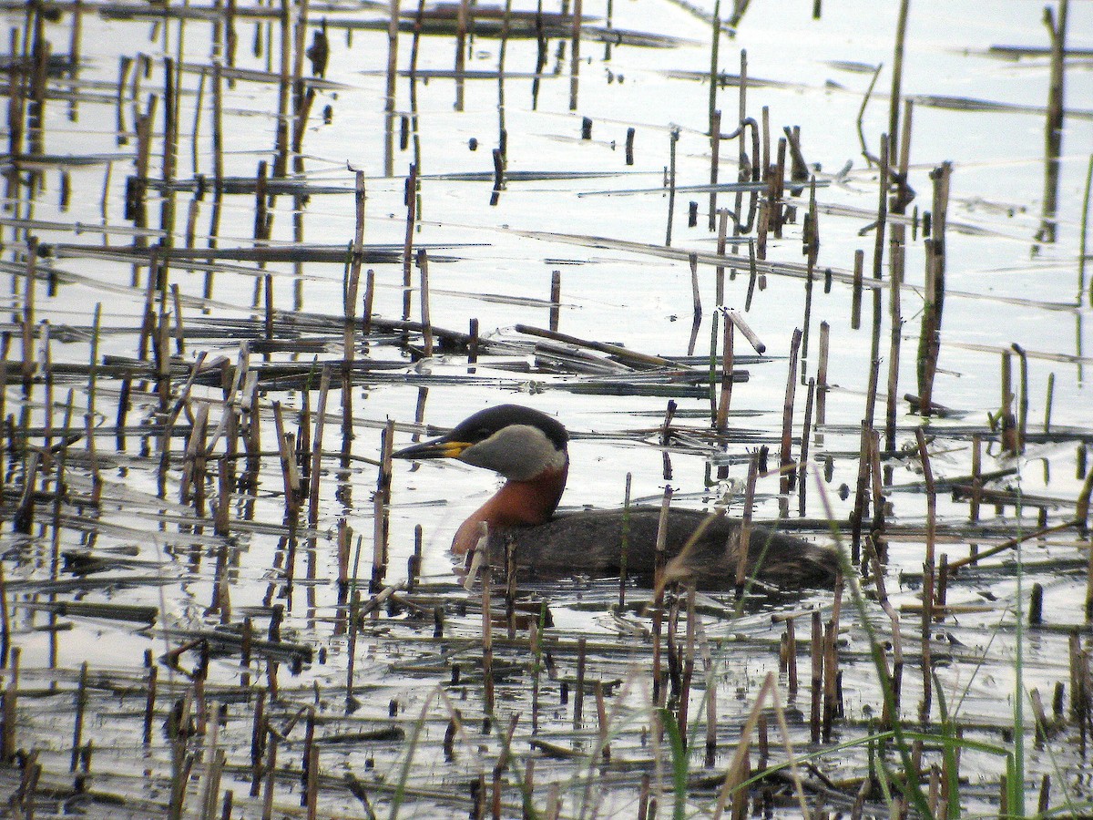 Red-necked Grebe - ML353978041