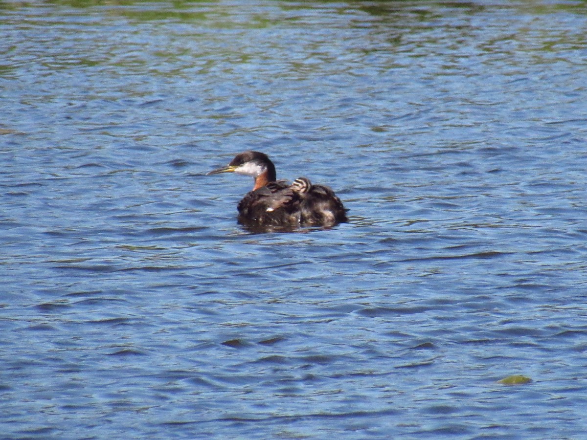 Red-necked Grebe - ML353984451