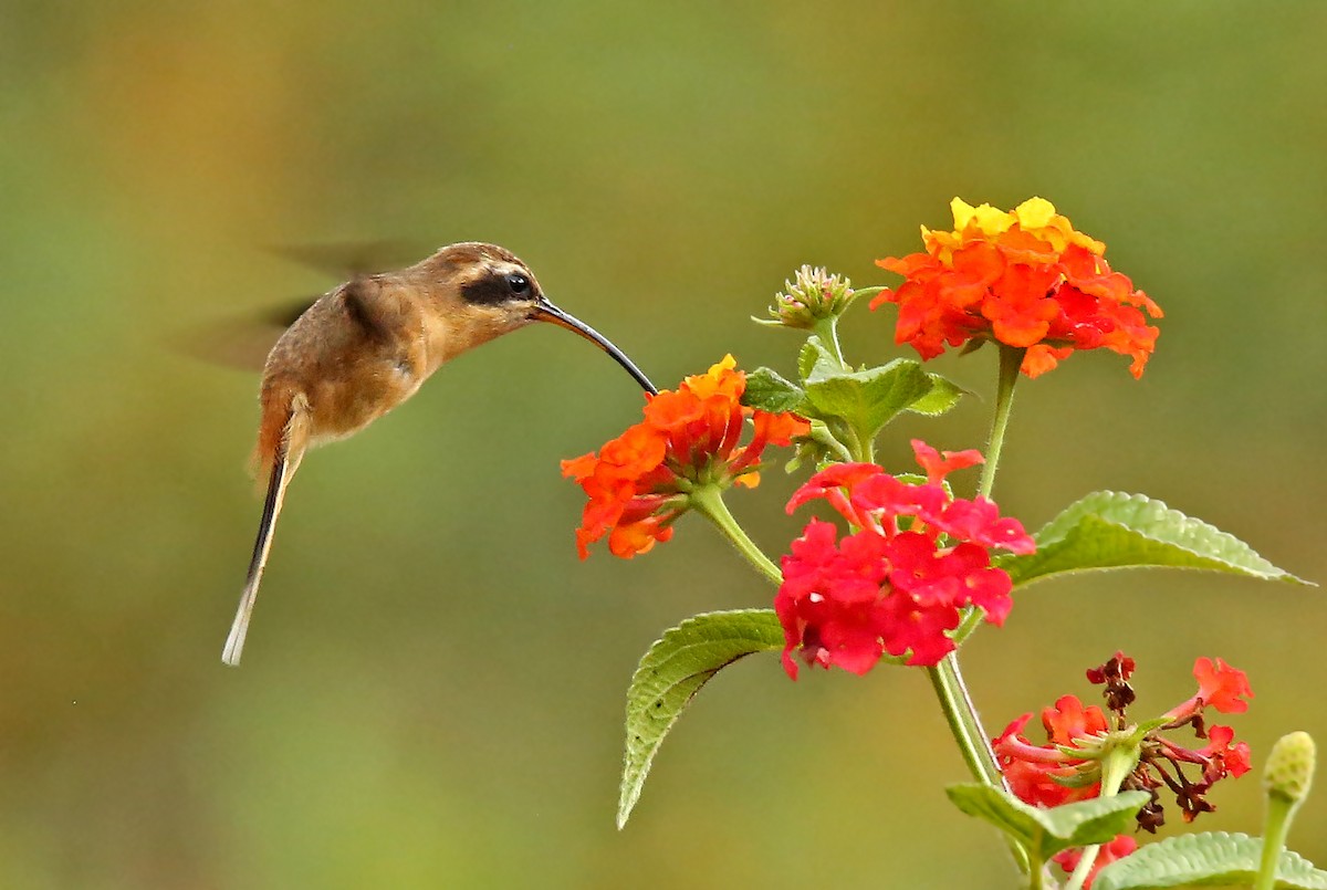 Gray-chinned Hermit - Roger Ahlman