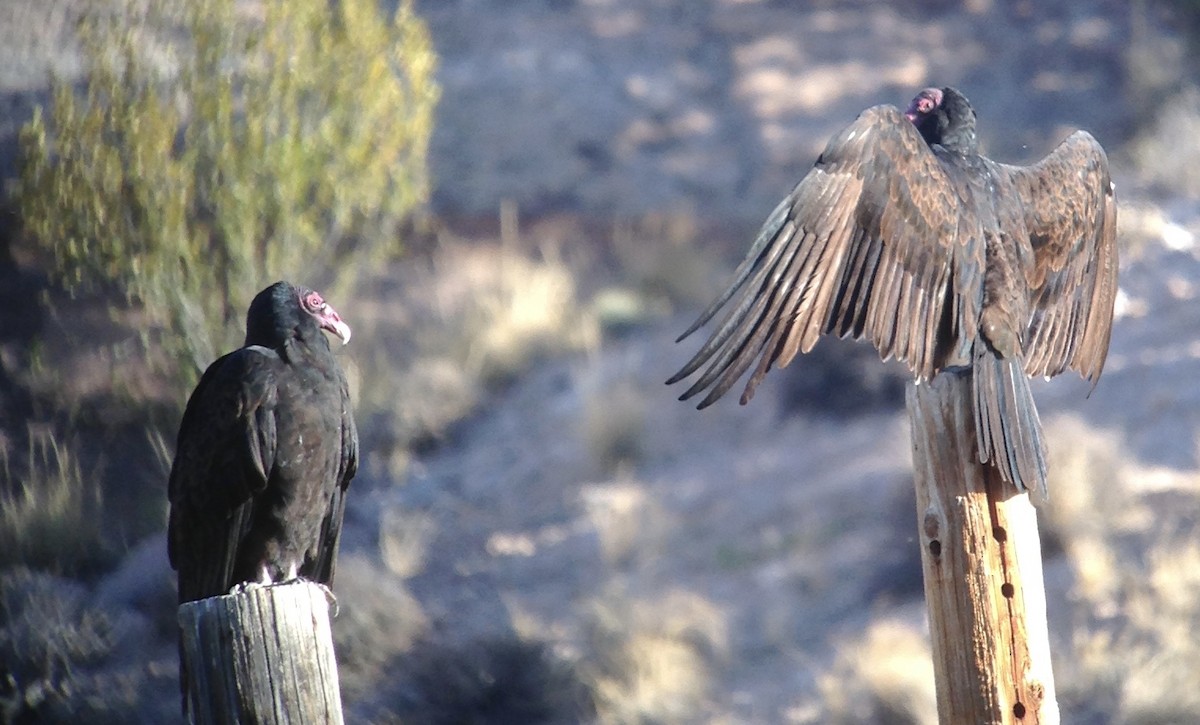 Turkey Vulture - Stephen Heinrich