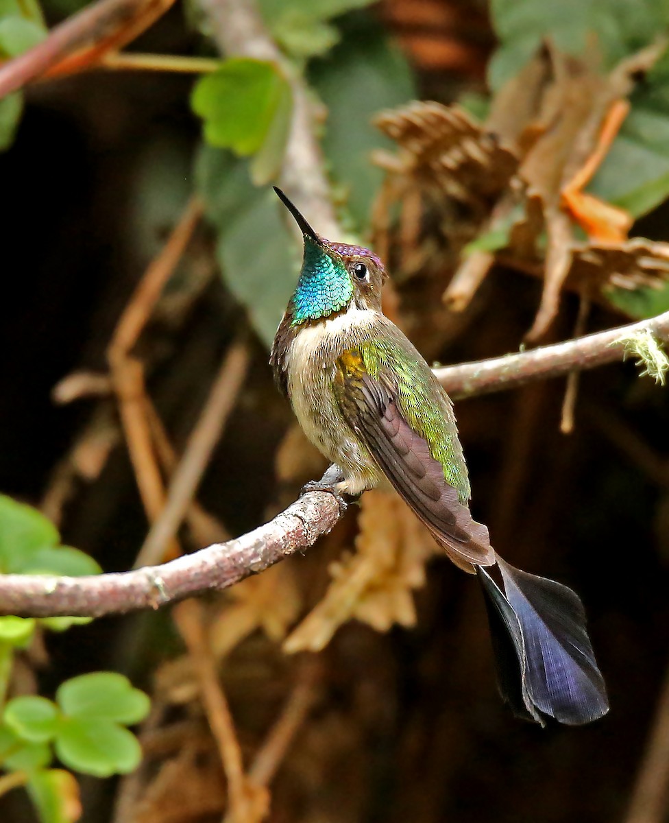 kolibřík podivuhodný - ML35398891