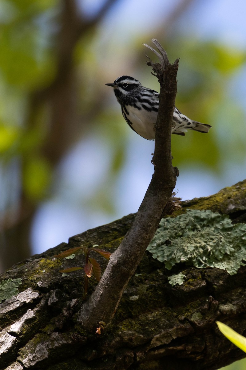 Black-and-white Warbler - ML353991501
