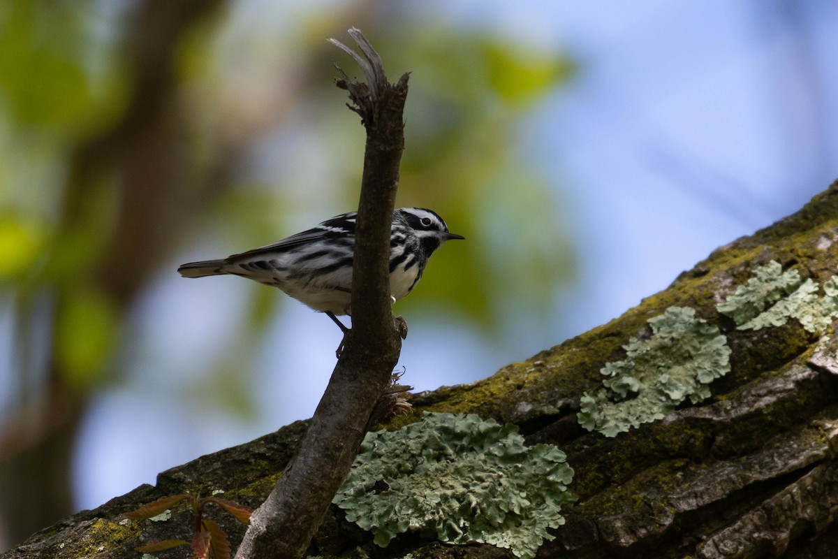 Black-and-white Warbler - ML353991511