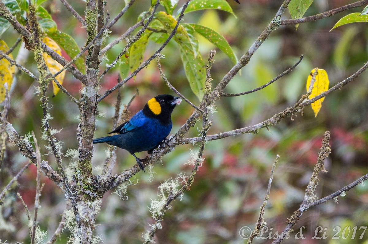 Yellow-scarfed Tanager - ML353992981