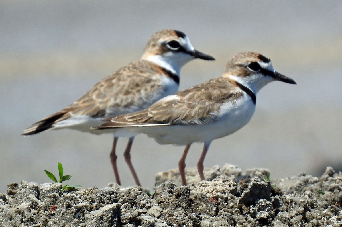 Collared Plover - ML353993801