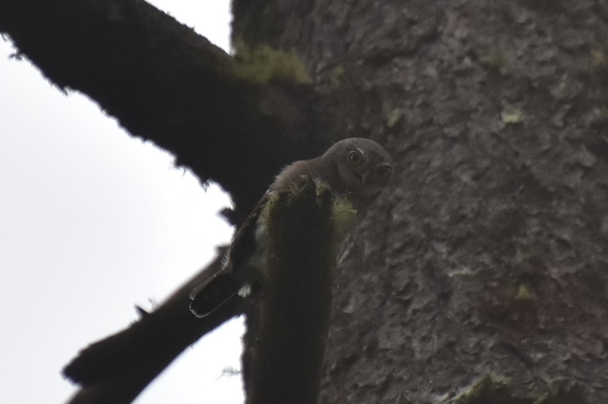 Northern Pygmy-Owl (Guatemalan) - ML353997171