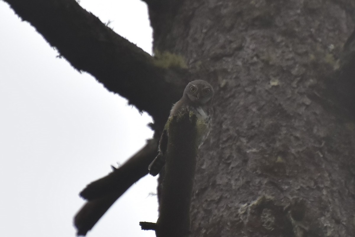 Northern Pygmy-Owl (Guatemalan) - ML353997181