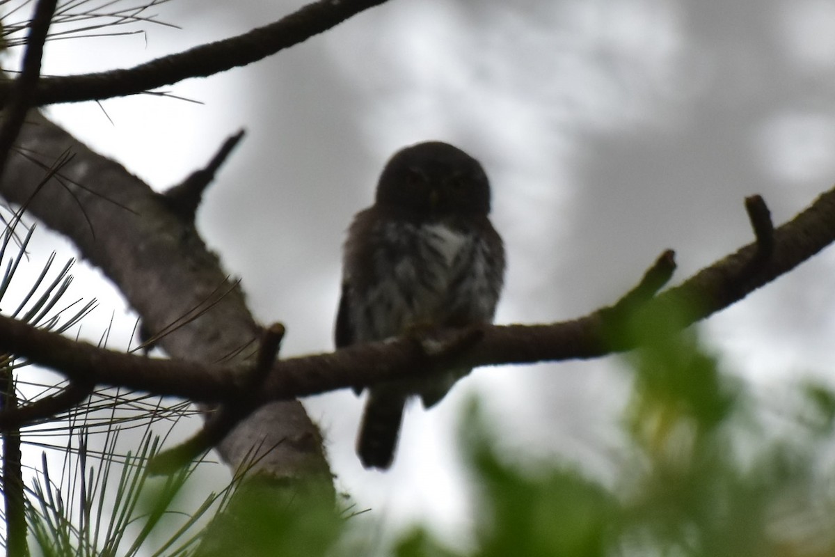 Northern Pygmy-Owl (Guatemalan) - ML353997191
