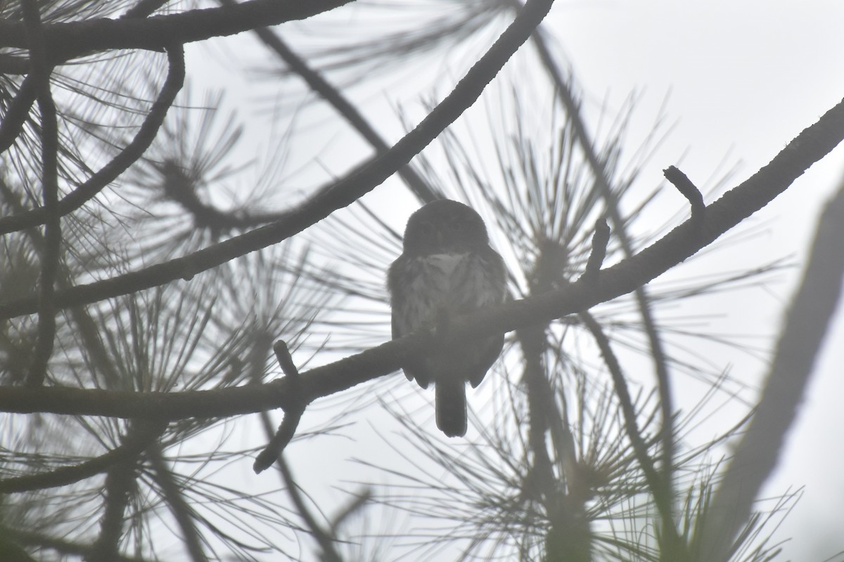 Northern Pygmy-Owl (Guatemalan) - ML353997201