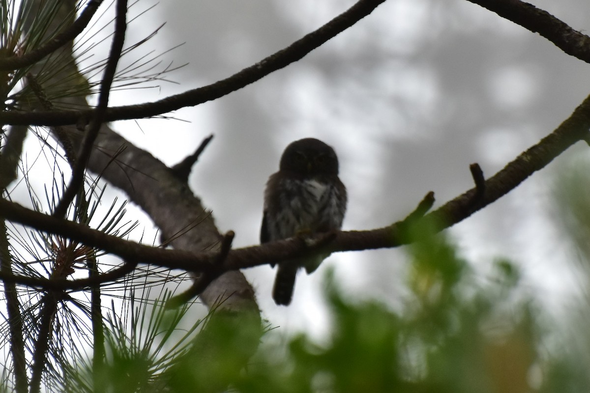 Northern Pygmy-Owl (Guatemalan) - ML353997211