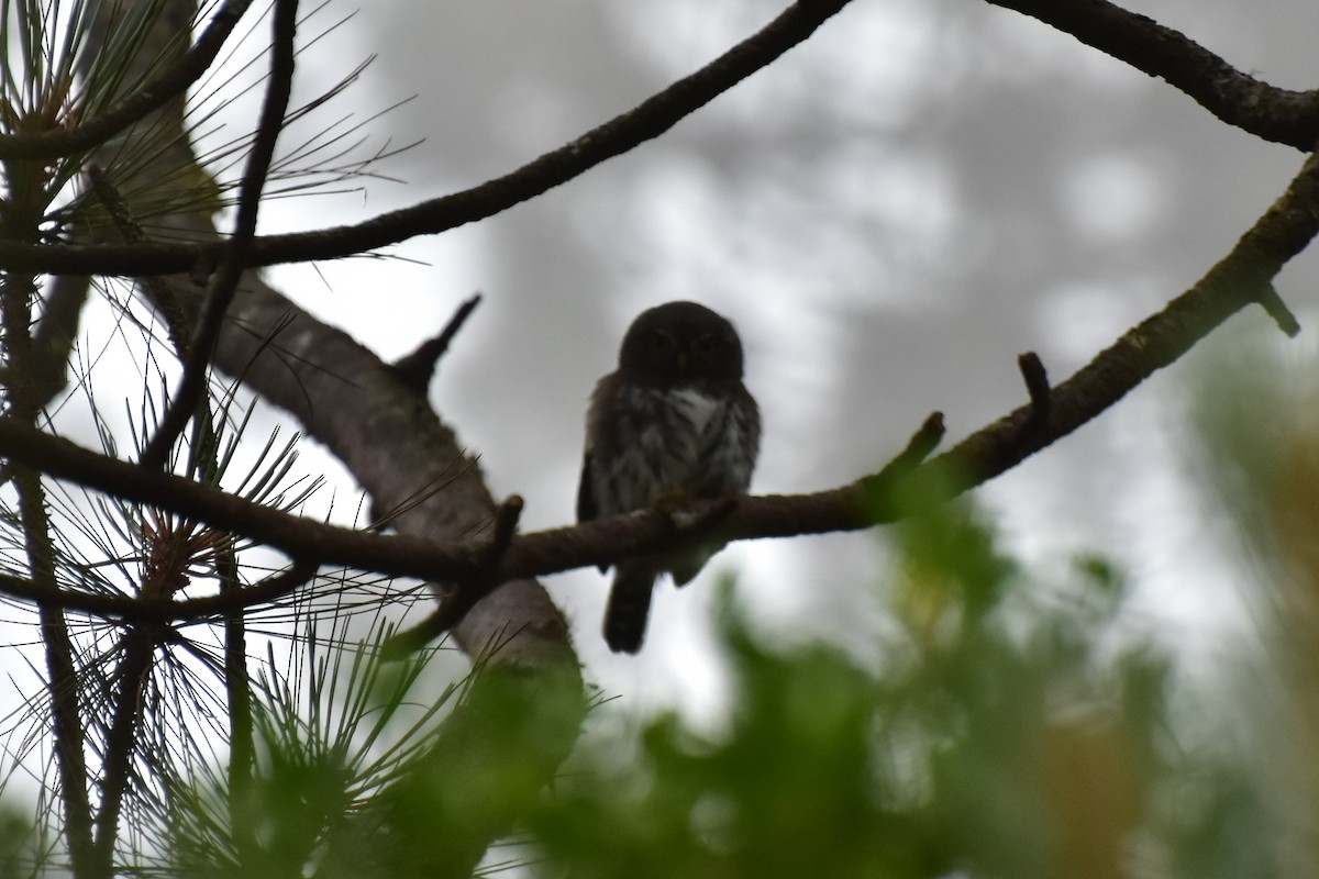 Northern Pygmy-Owl (Guatemalan) - ML353997231