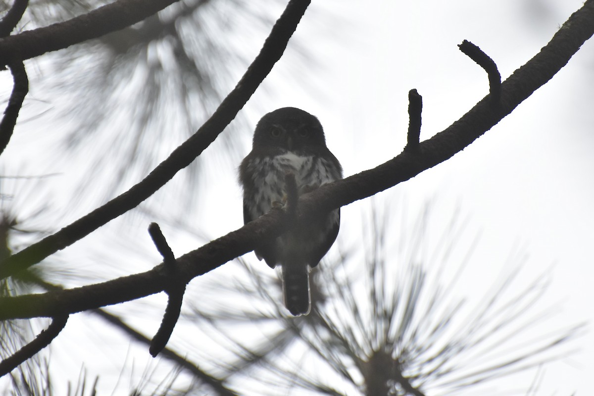 Northern Pygmy-Owl (Guatemalan) - ML353997251