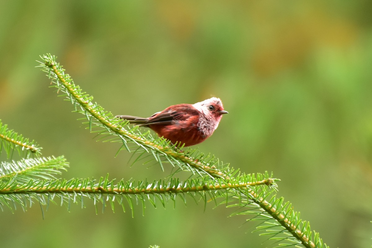 Pink-headed Warbler - ML353997411