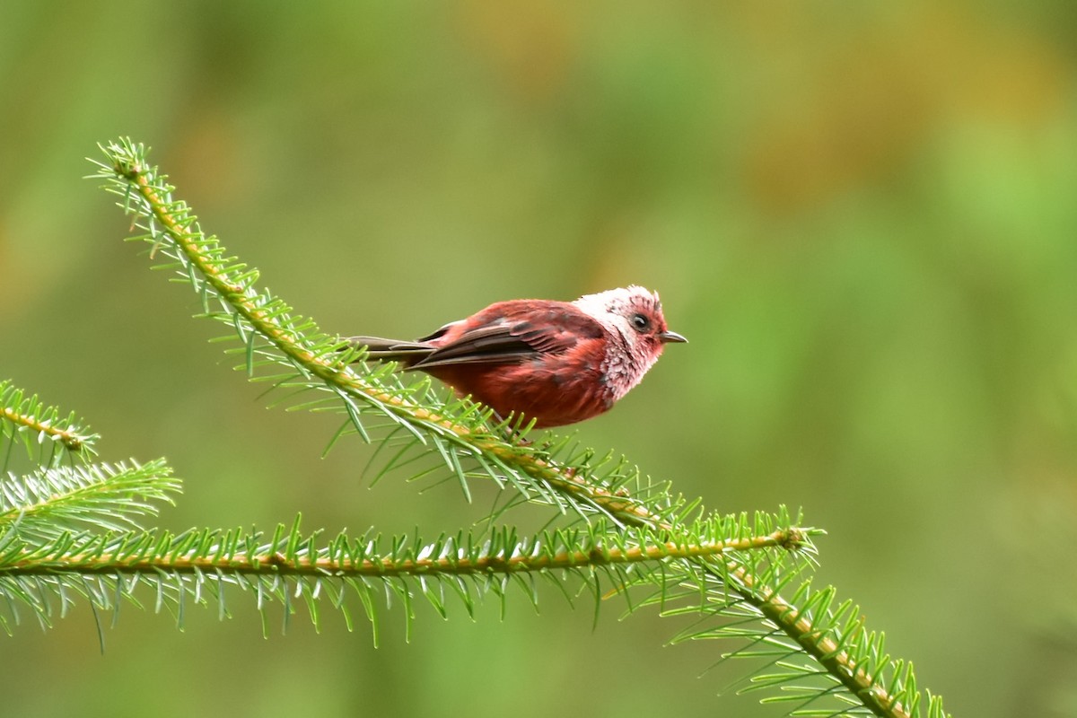 Pink-headed Warbler - ML353997431