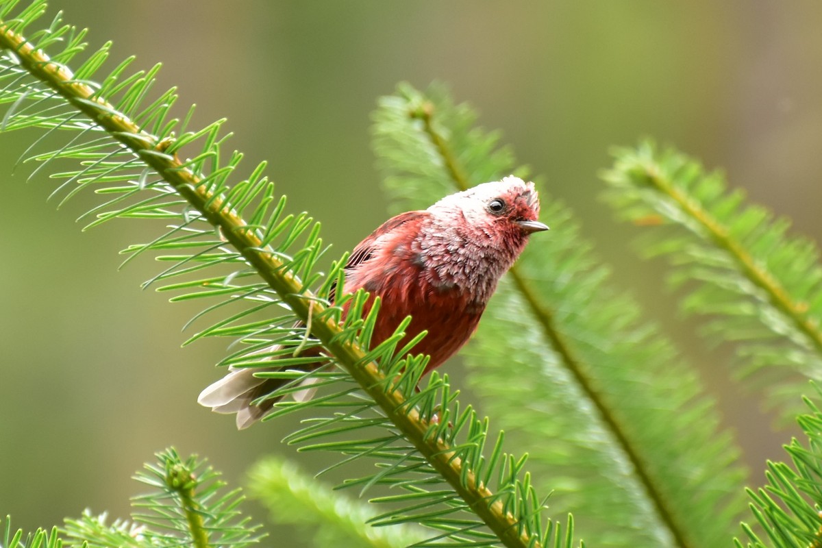 Pink-headed Warbler - ML353997451