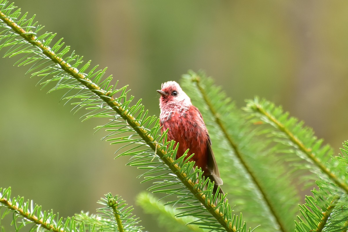Pink-headed Warbler - ML353997471