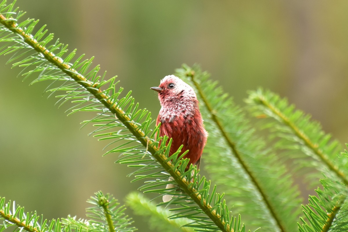 Pink-headed Warbler - ML353997491