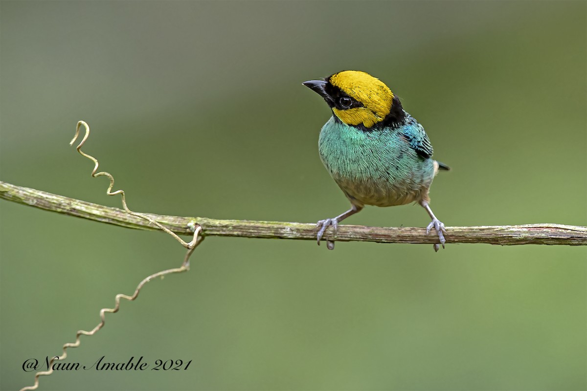 Saffron-crowned Tanager - ML353997801