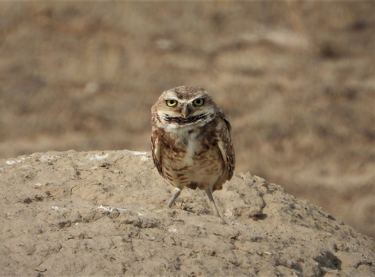 Burrowing Owl - Lori Shuler