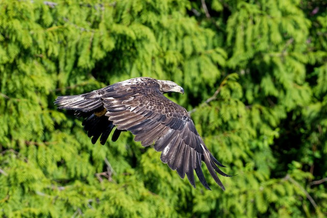 Second basic dorsal view (subspecies <em>washingtoniensis</em>). - Bald Eagle - 