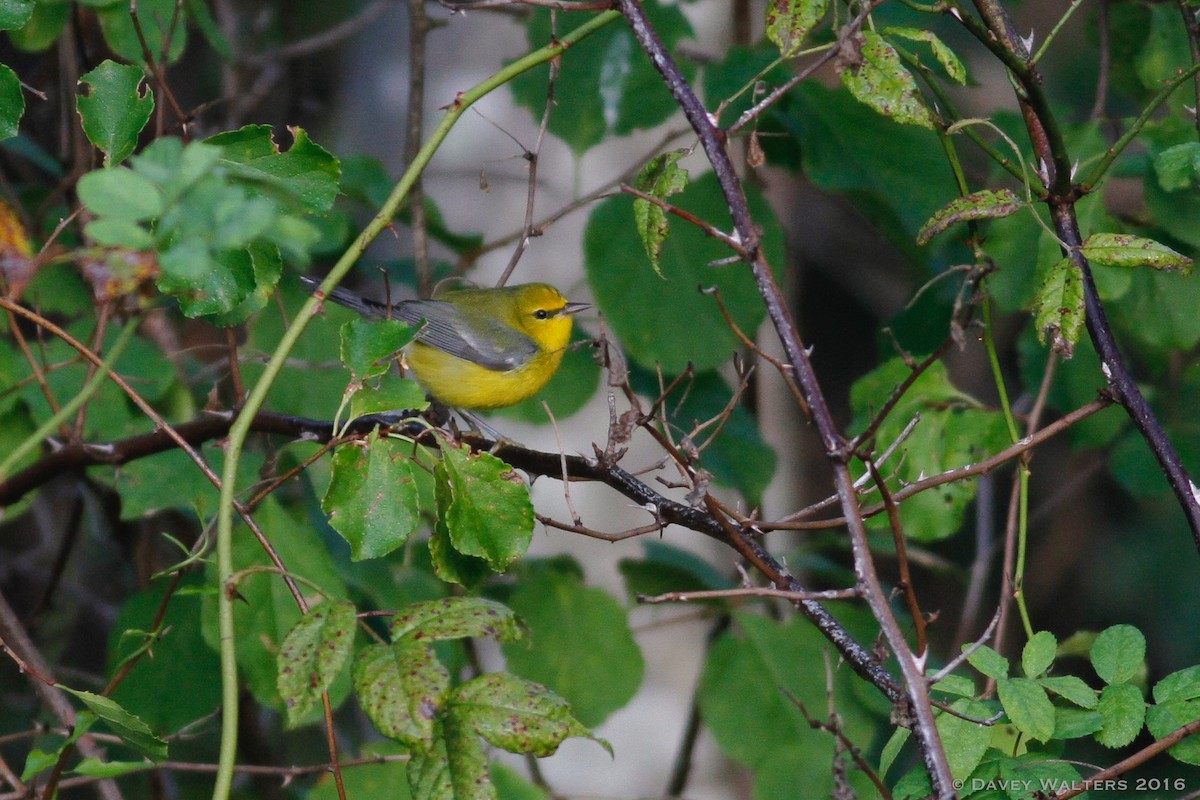 Blue-winged Warbler - Davey Walters