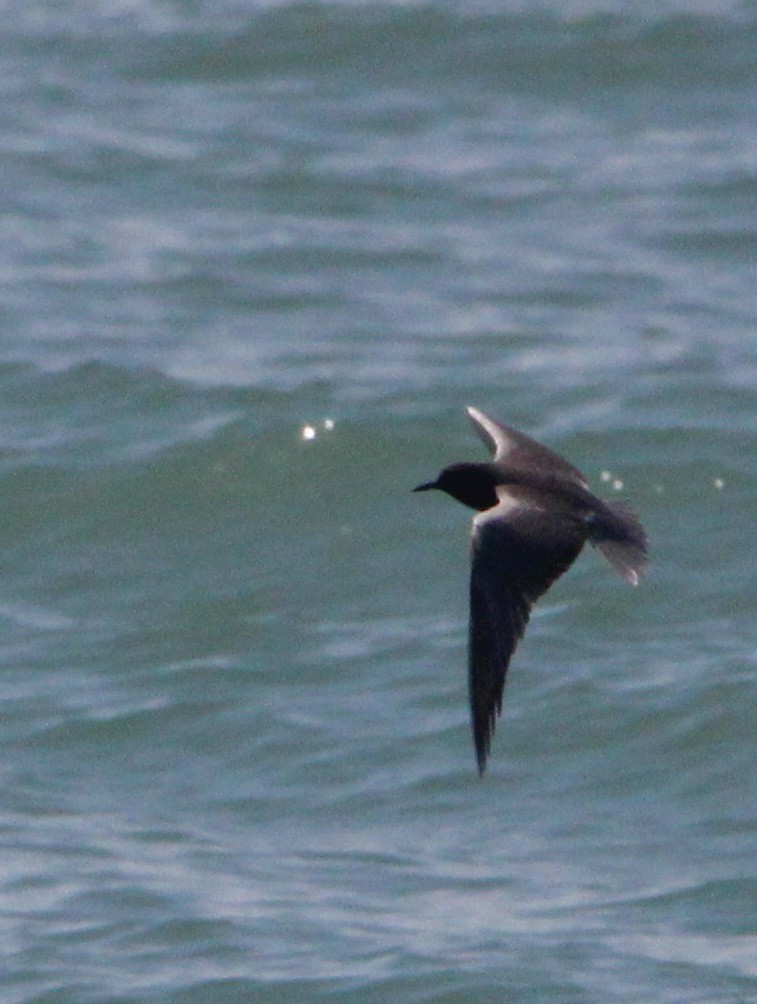 Black Tern - ML354009201