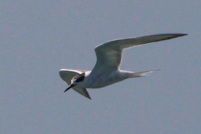 Common Tern - ML354010331