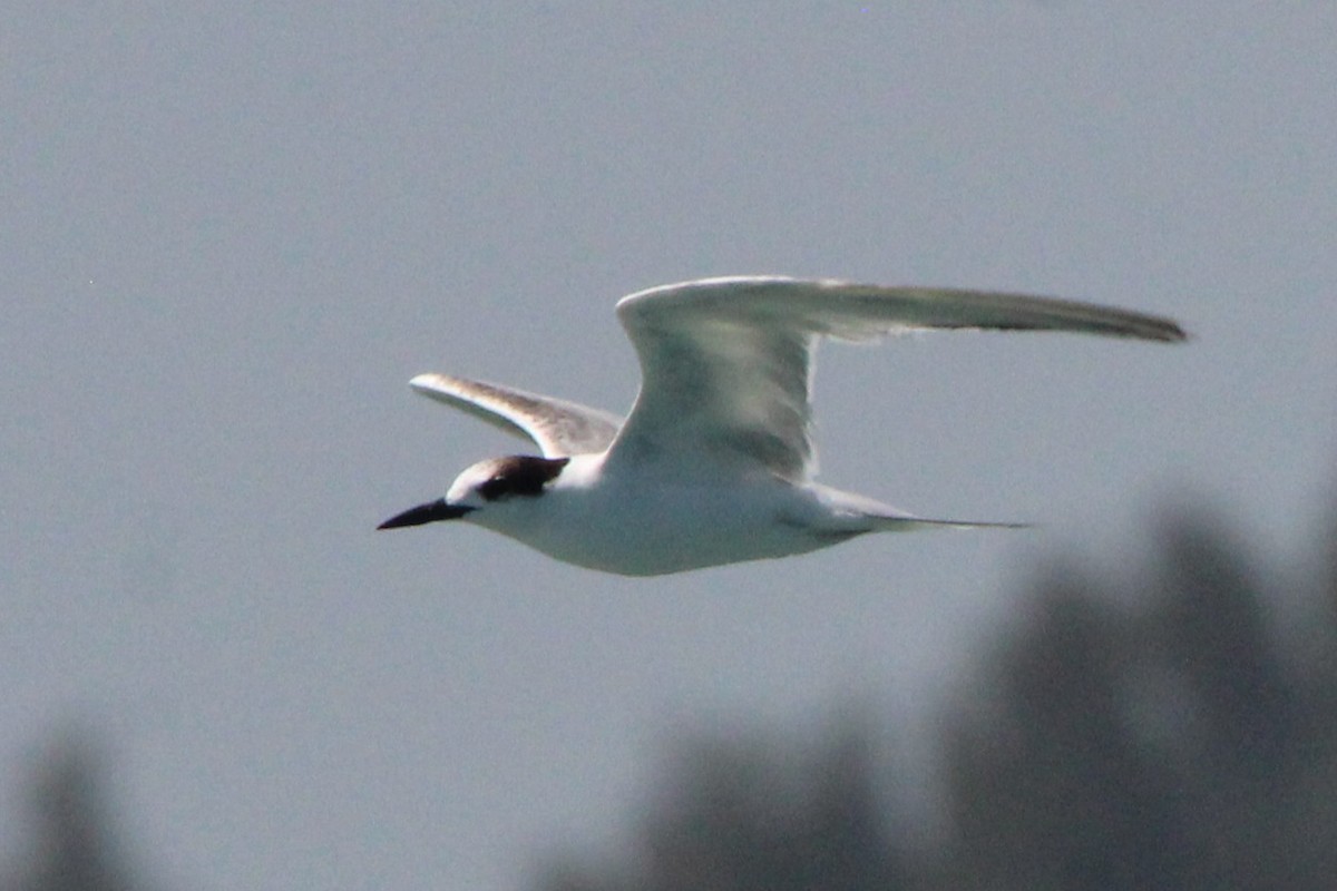 Common Tern - ML354010591
