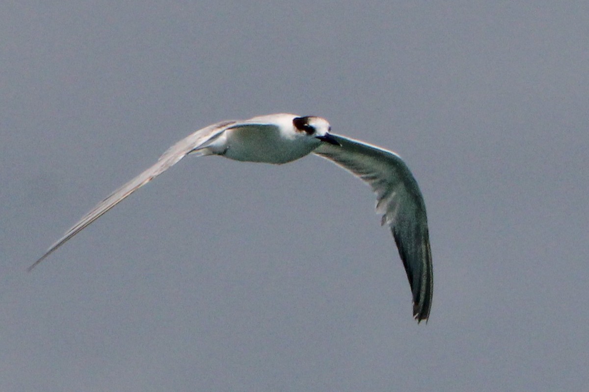 Common Tern - ML354010741